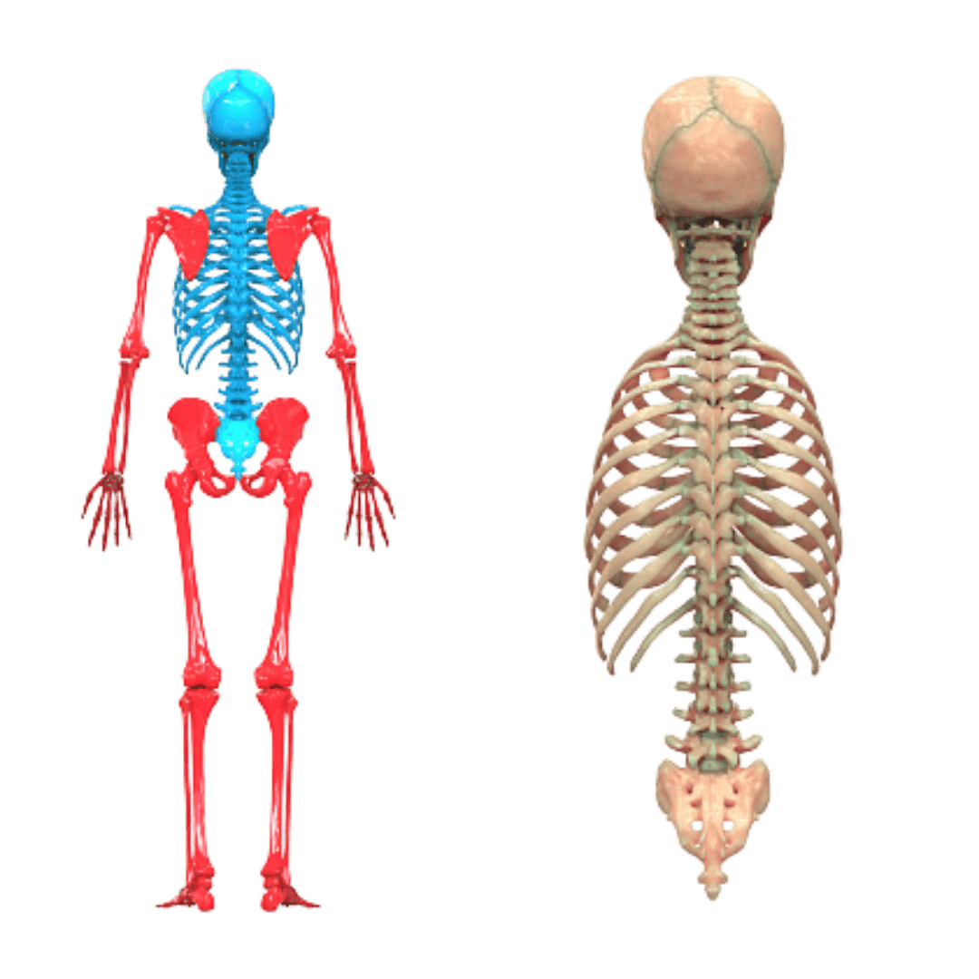 Axial Skeleton gravitycoach