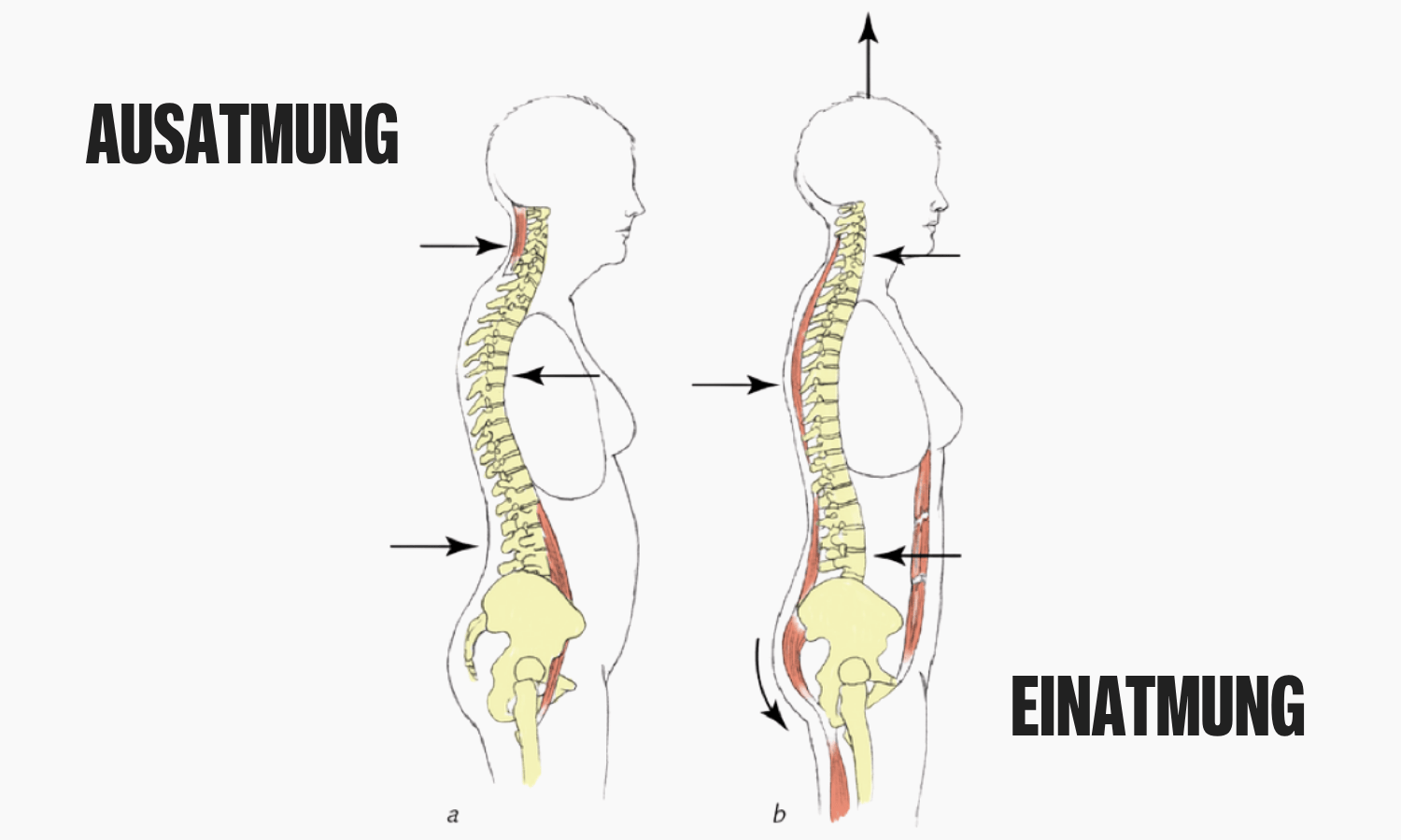 Biomechanik Atmung